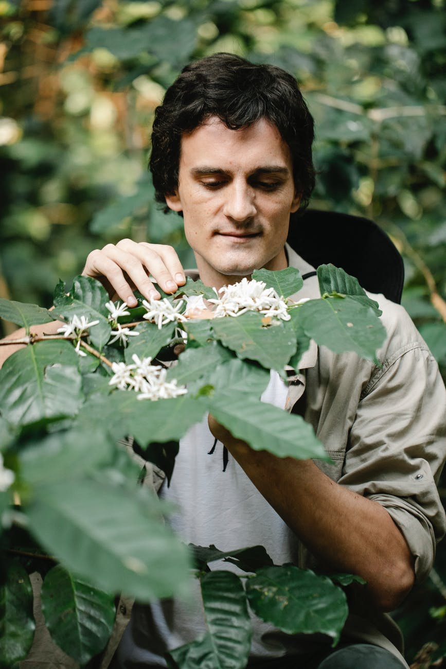 positive man inspecting blossoming coffee tree in plantation