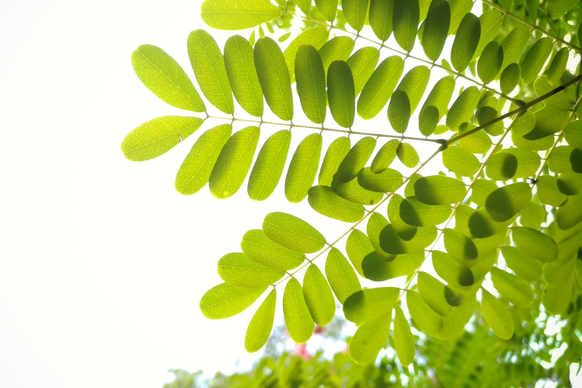 green leafed leaves