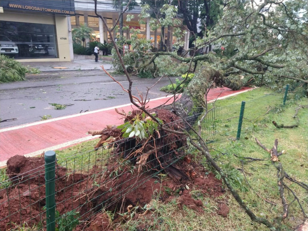 arvore caída após temporal em maringa