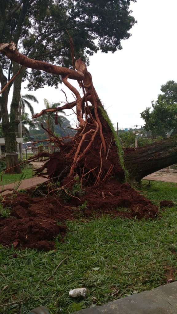 arvore caída após temporal em maringá