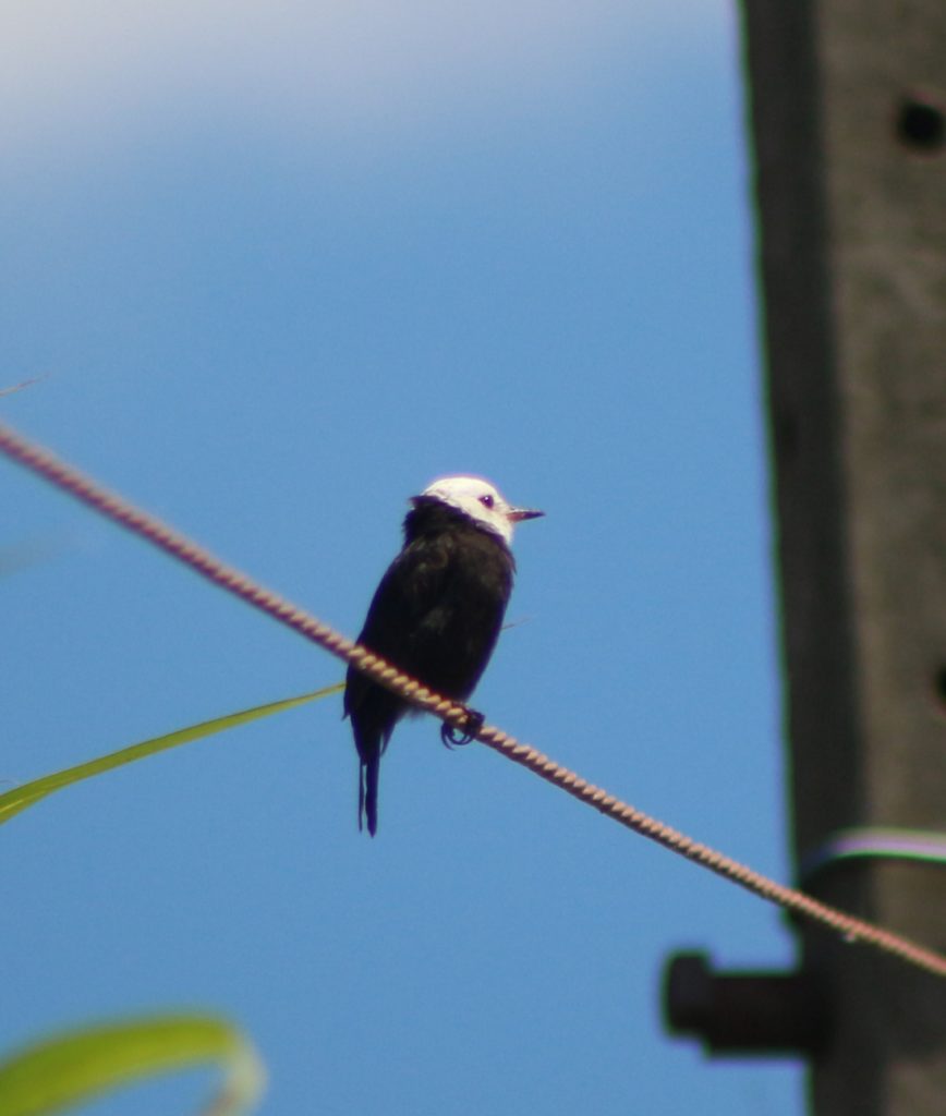 Lavadeira-de-cabeça-branca (Freirinha) Arundinicola leucocephala avifauna