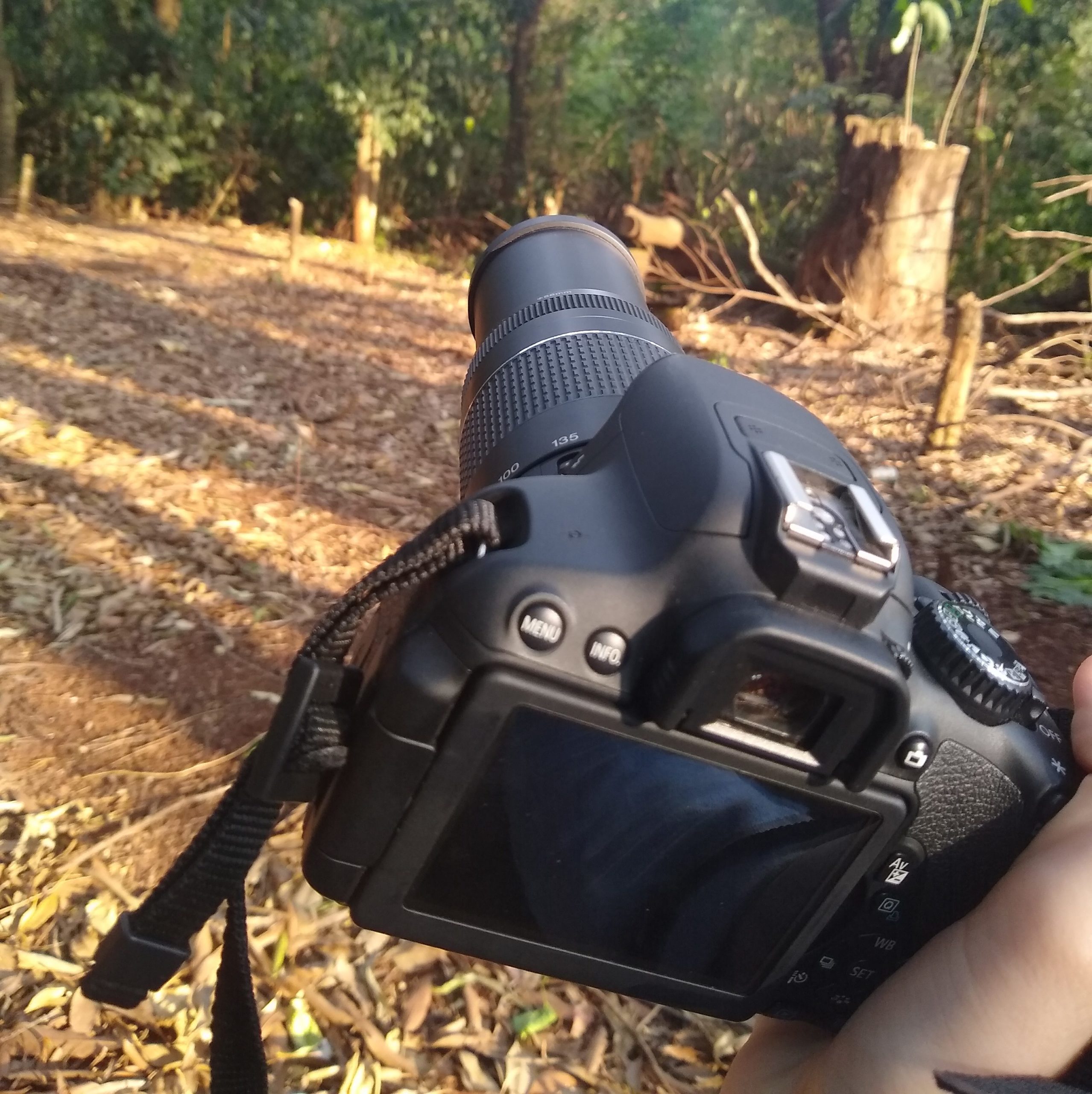 Levantamento de avifauna 