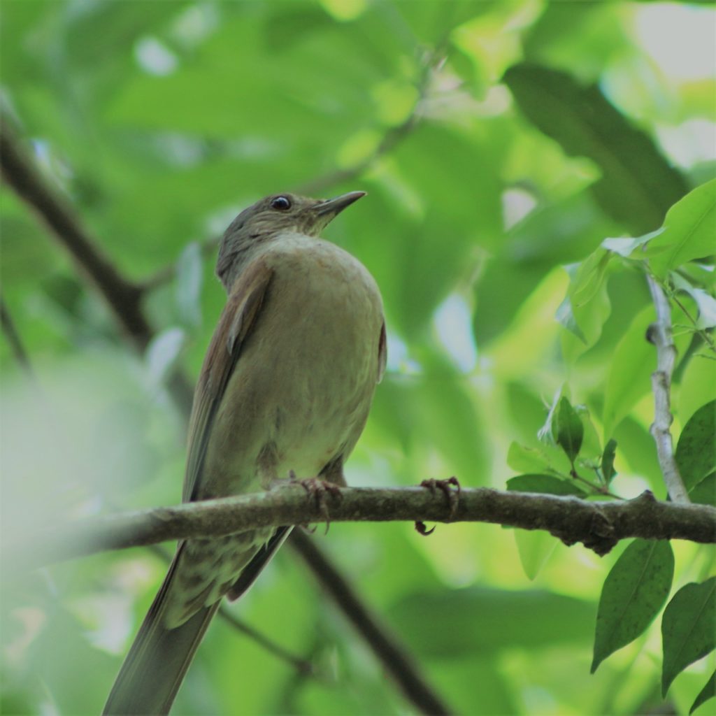 Sabia barranco Turdus leucomelas