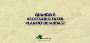 Quando é necessário fazer plantio de mudas?